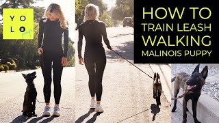 HOW TO LEASH WALK YOUR BELGIAN MALINOIS  STOP LEASH PULLING  YOLO PUP LA [upl. by Kcire]