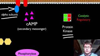 Signal Transduction Pathways [upl. by Acinoryt770]