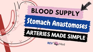 Stomach Arterial Supply amp pathways NEW  EASY  Anatomy [upl. by Tnelc]