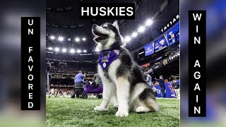 THE NOT FAVORED HUSKIES WIN AGAIN [upl. by Arataj561]