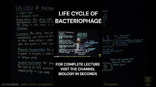 Life cycle of Bacteriophage biology mdcat neet [upl. by Airal]