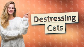 How to destress a cat [upl. by Aleciram]