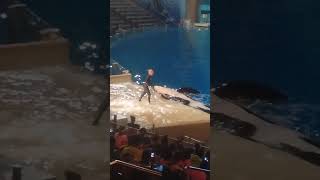 Orca encounters at SeaWorld Orlando pt 10 [upl. by Nerrej114]