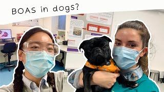 How to assess your dog for brachycephalic obstructive airway syndrome BOAS [upl. by Juana]