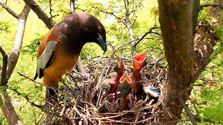 Rufous treepie bird is very smart bird AnimalsandBirds107 [upl. by Gonta]