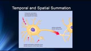 Synapses and Synaptic Potentials [upl. by Jerrie]