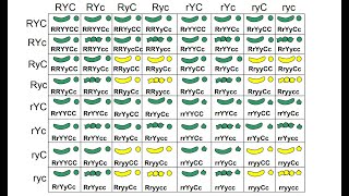 MSHGQM  Genetics Trihybrid Crosses [upl. by Elset]