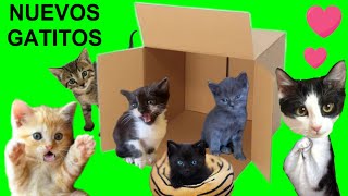 24 horas cuidando a un bebe gatito y sus amigos gatitos  Videos de gatos graciosos Luna y Estrella [upl. by Hoisch139]