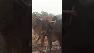 64k cow wow plow 4kvideo 4k किसान हल गाय [upl. by Rawde]