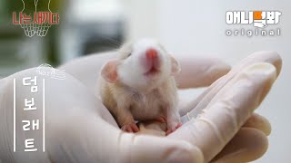 나는 태어난 지 14일 된 덤보래트 새끼다 애니멀봐 나새끼 21호ㅣ I’m a 14DayOld Dumbo Rat [upl. by Molton]