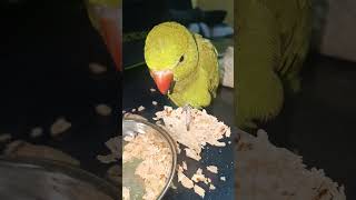 मिट्ठू रोटी खाने के लिए गुस्सा हो रहा है 🤣 parrottalking parrot parrotlover funny ytshorts [upl. by Ewald]