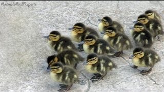 Cute ducklings I stumbled upon [upl. by Twitt812]