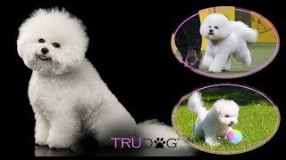 The Ultimate Guide To Caring For A Bichon Frise [upl. by Maryjane281]