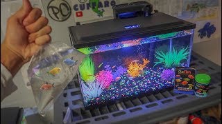 BUYING NEW GLOFISH for AQUARIUM [upl. by Hopkins]