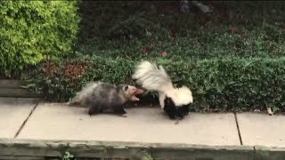 Video Shows Fight Between Skunk Opossum in Pennsylvania Neighborhood [upl. by Nnilsia]