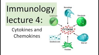 Immunology Lecture 4  Cytokines and Chemokines  Toll like receptor signaling NFkB [upl. by Marinelli]