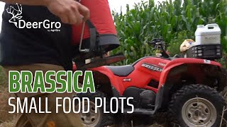 BRASSICA SMALL Food Plot  Jeff Sturgis  DeerGro Tips [upl. by Sherline785]