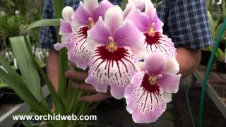 OrchidWeb  Miltoniopsis Maui Mist Golden Gate [upl. by Sirromed]