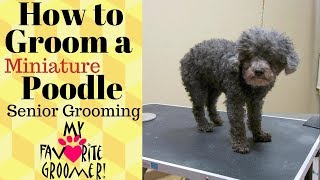 How to Groom a Poodle [upl. by Ennoval549]