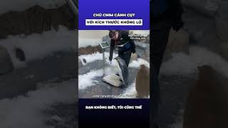 Chú chim cánh cụt với kích thước khổng lồ [upl. by Sherurd]