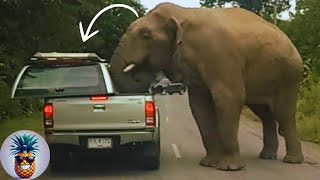 Funny Scary Animal Encounters  Crazy People vs Nature Fails [upl. by Jasun570]