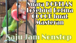 Suara Dobelan Lovebird Betina Konslet Satu Jam Nonstop [upl. by Yule585]