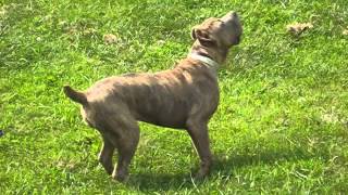 Cane Corso  San Roccos Princess [upl. by Ihtraa]