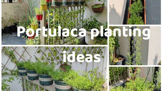 portulaca planting ideas and models [upl. by Windham]