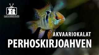 Akvaario Perhoskirjoahven on upea akvaariokala [upl. by Ennahgem166]