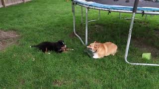 Bernese Mountain Dog Puppy vs old Pembroke Welsh Corgi  Rocky The Berner [upl. by Odraude]