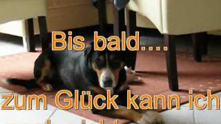 Hundetricks Tricksammlung Entlebucher Sennenhund Lucy Tricks Haushaltshilfe Hundetraining [upl. by Torrell541]