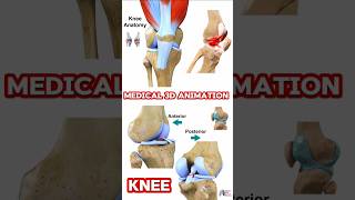 Knee Anatomy medical animation 3d short [upl. by Lilli]