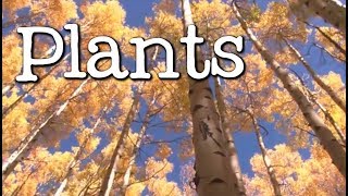 What is a Plant All About Plants for Kids  FreeSchool [upl. by Yrolg263]