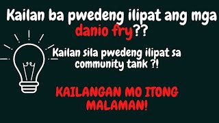 Kelan pwedeng ilipat ang mga danio fry Paano ilipat ang mga danio fry sa bagong tank [upl. by Riba]