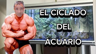 Cómo Ciclar El Acuario Paso a Paso [upl. by Nilhtac]