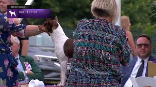 Rat Terriers  Breed Judging 2021 [upl. by Butte]