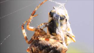 spider catches a wasp [upl. by Yerd272]