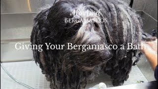 Giving Your Bergamasco a Bath [upl. by Shaefer]