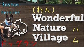 わんダフルネイチャービレッジ ドッグラン ボストンテリアのハム Wonderful Nature Village Boston terrier 前編 [upl. by Edric]