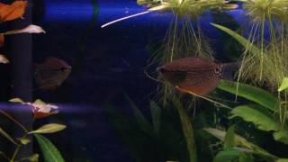 Trichogaster leeri Pearl Gourami [upl. by Dinan]