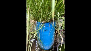 VETIVER RD UPDATES 1262024 FROM  YOUTUBE VETIVER GRASS KING SABAH © INTERNATIONAL 🆘 RD [upl. by Gerhardine841]