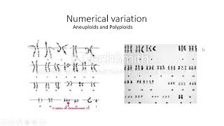 Large scale mutations Aneuploidypolyploidy [upl. by Lrig]