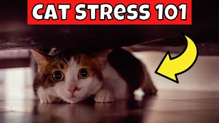 How to Tell if Your Cat is Stressed Cat Stress 101 [upl. by Adnawed242]