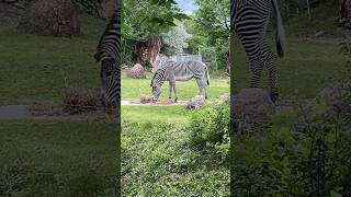 Zebra in the zoo [upl. by Aivle]