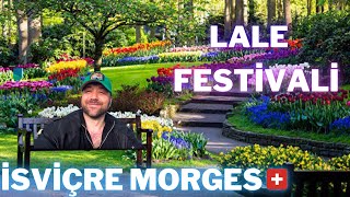 LALE FESTİVALİ  İSVİÇRE  MORGES 🇨🇭 [upl. by Budd302]