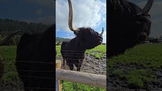 Feeding Highland Cows scotland highlandcow experienceisthenewluxury [upl. by Darsey]