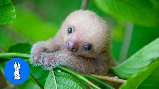 Baby Sloths Being Sloths  FUNNIEST Compilation [upl. by Einnor458]