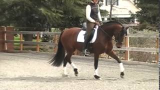 Andalusian Dressage Partners Barcelona KR [upl. by Odranreb94]