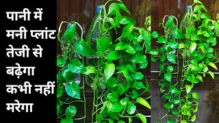 Money plant Care amp Fertilizer in waterBest homemade fertilizer for money plant in water bottle [upl. by Earlie]