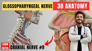 glossopharyngeal nerve anatomy  9th facial nerve anatomy  cranial nerve anatomy  maxillary nerve [upl. by Asatan]